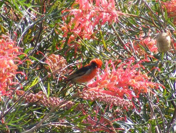 Wallaby Ridge Retreat Mount Tamborine Bagian luar foto