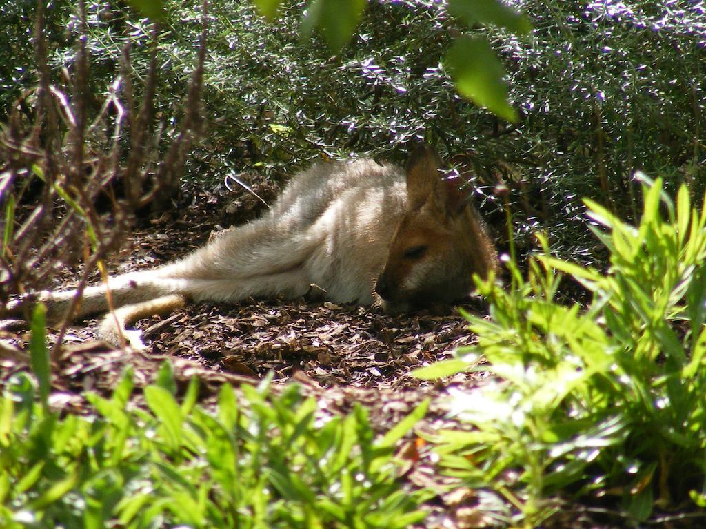 Wallaby Ridge Retreat Mount Tamborine Bagian luar foto